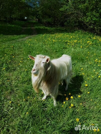 Зааненские козлята