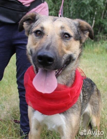 Собака в добрые руки, Мирта