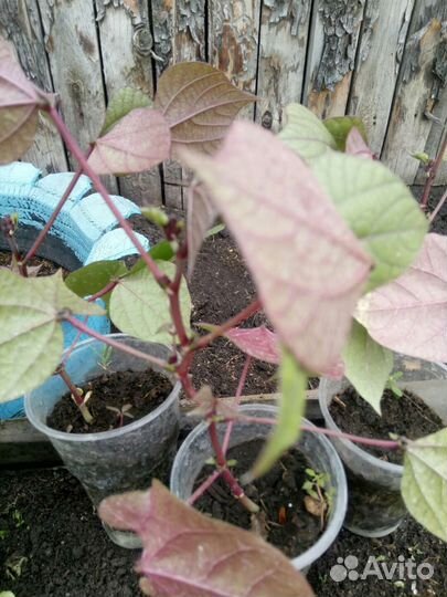 Растения для сада