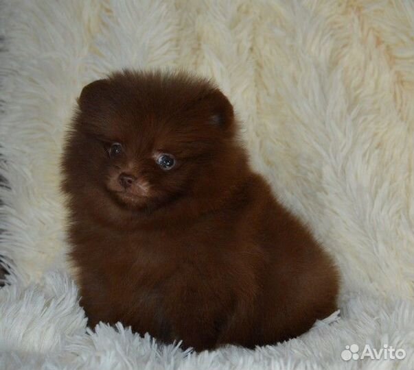 Померанский шпиц,кукольные мини щенки с документам