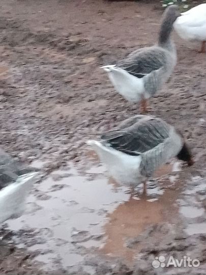 Домашние животные