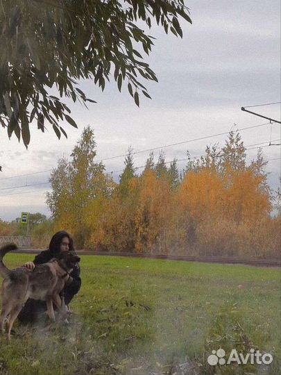 Выгул собак