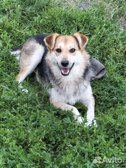 Собака в добрые руки