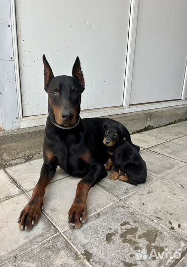 Щенки добермана