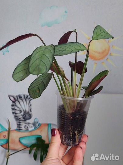 Ктенанта,Сциндапсус, эпипремнум, монстера,фил