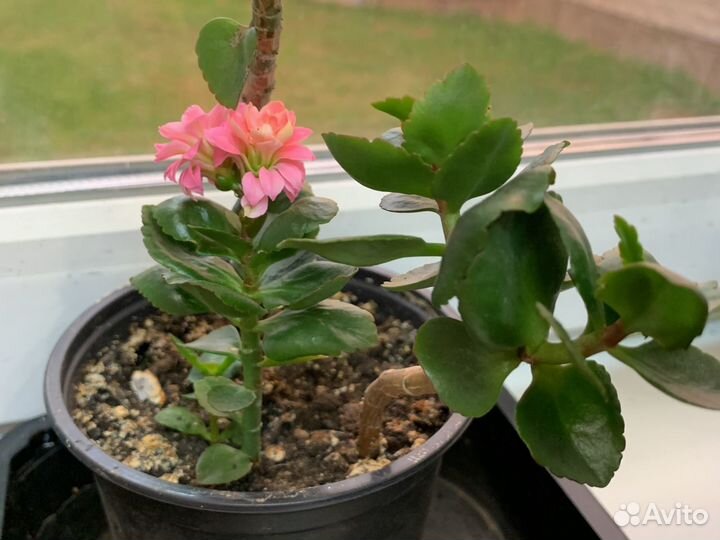 Комнатные цветы каланхоэ