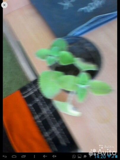 Комнатный лимонник отдам