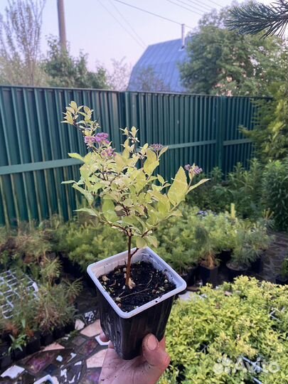 Спирея голден принцесс зкс