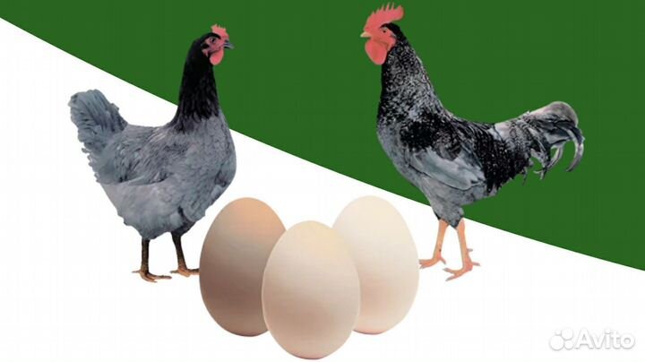 Цыплята суточные