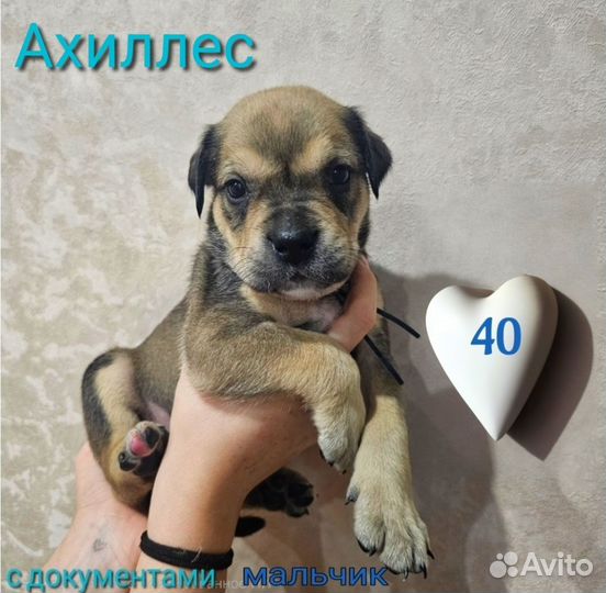 Щенки ка де бо