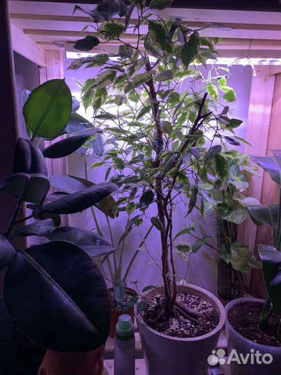 Комнатные растения цветы