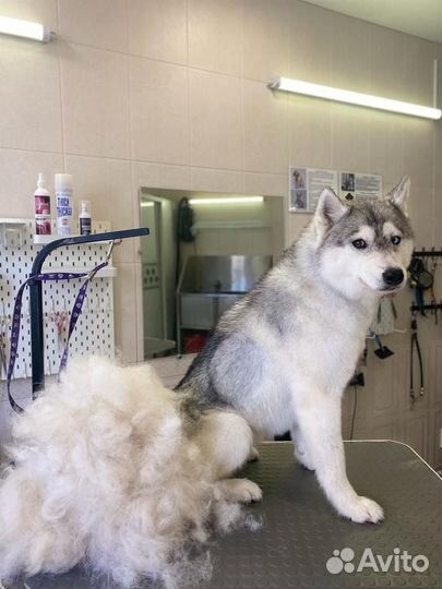 Экспресс-линька собак