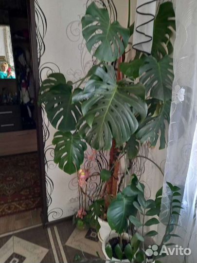 Монстера,цветы комнатные