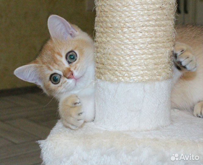 Шотландские золотые шиншиллы