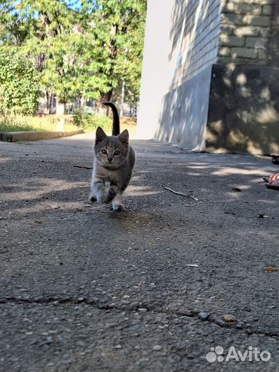 Котята