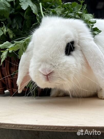Кролик хотот самец