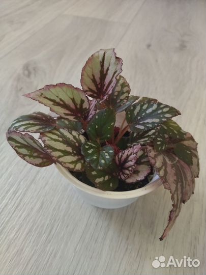 Бегония королевская