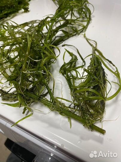 Аквариумные растения