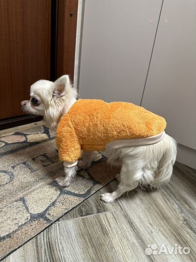 Одежда для маленьких собак