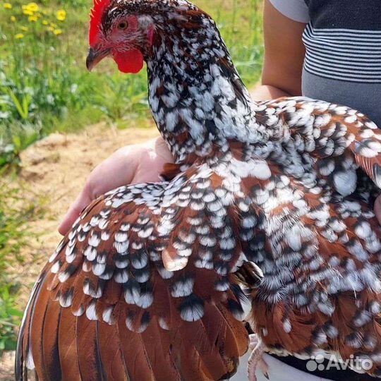 Суссекс, виандот, орпингтоны