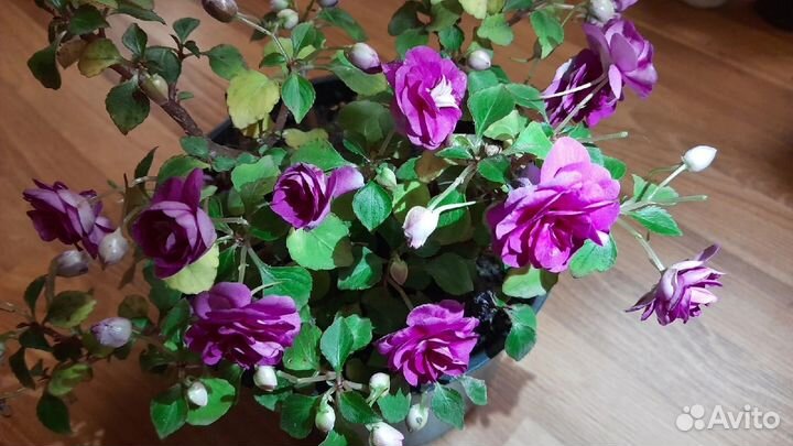 Бальзамин махровый