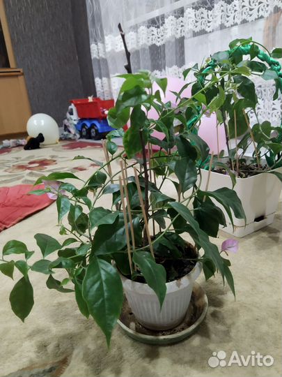 Бугенвелия