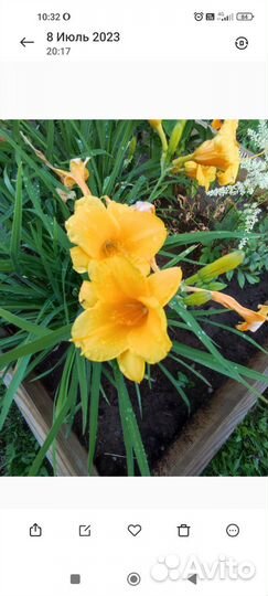 Лилейник и астильба