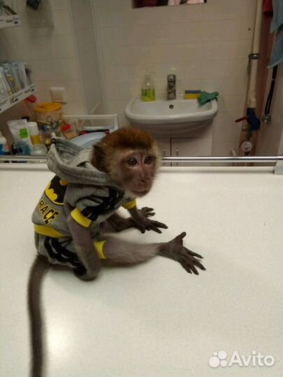 Лечение.Кастрация, Стерилизация кошек и собак