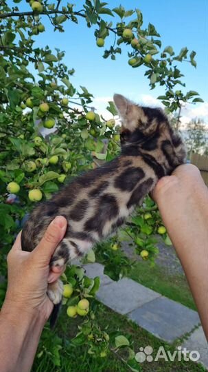 Бенгальские котята