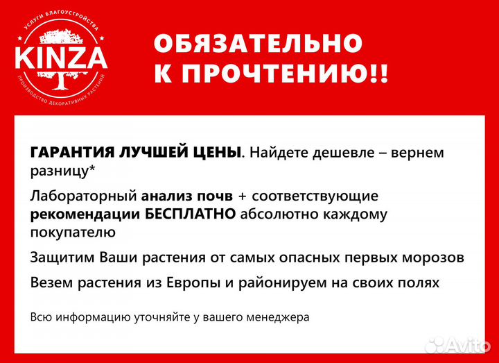 Туя смарагд 1,09 м