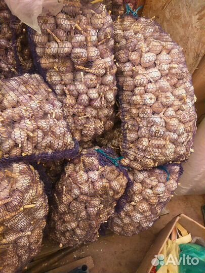 Чеснок оптом