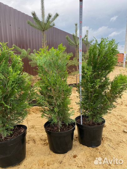 Туя Корник, туя Смарагд туя Брабант