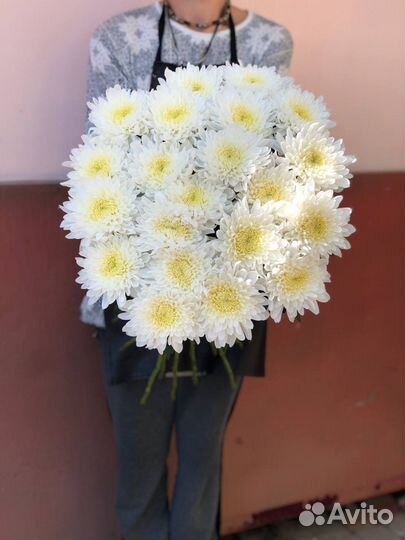 Хризантема крымская