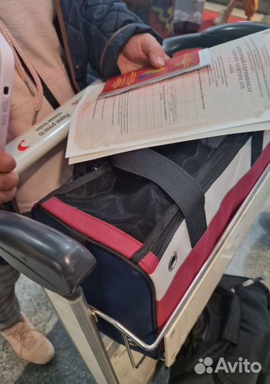 Консультации по перевозке животных по всему миру