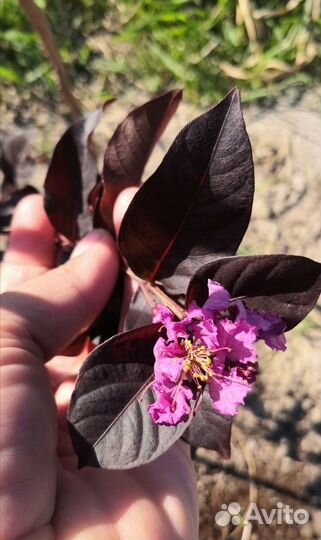 Лагерстремия с темным листом