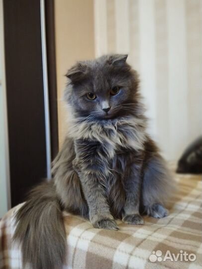 Кошка в дар