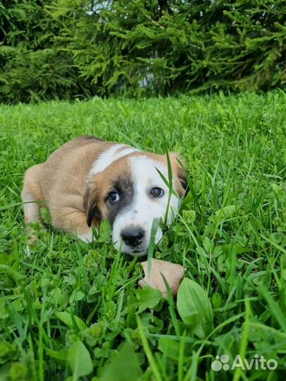 Щенки в добрые руки