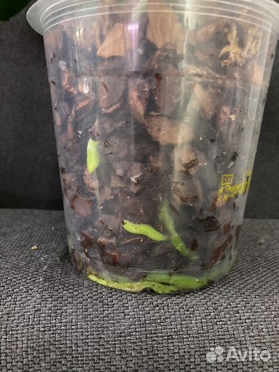 Орхидея Tiny Melissa ароматная