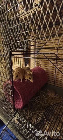 Иглистые мыши акомисы