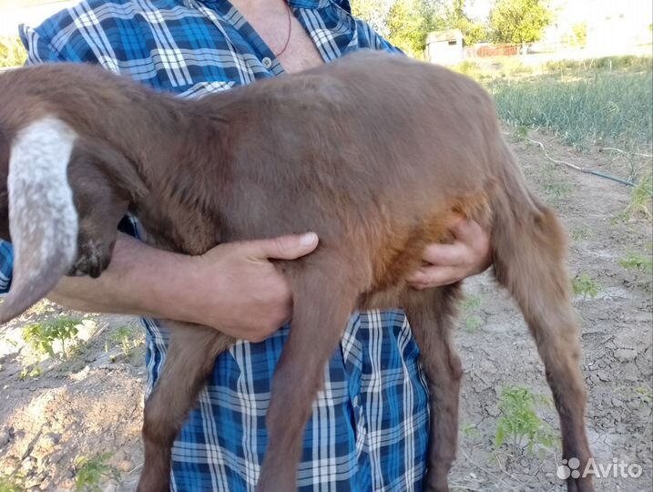 Козочки и козлик на племя