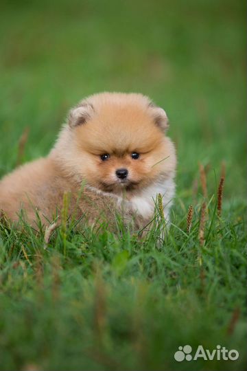 Щенки померанского шпица