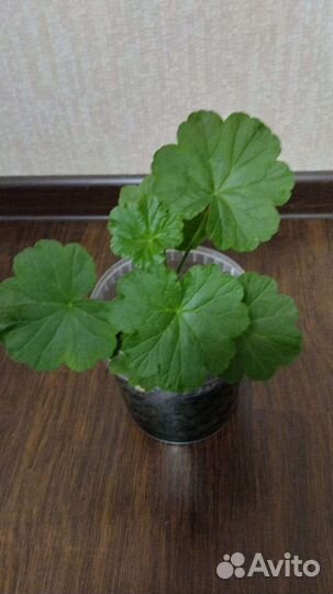 Пеларгония розебудная