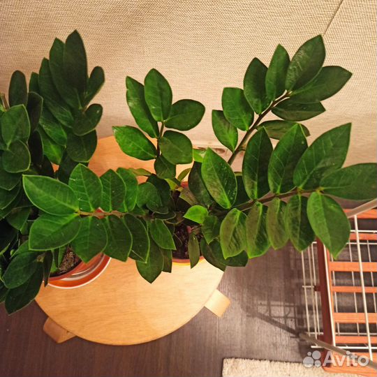 Замиокулькас