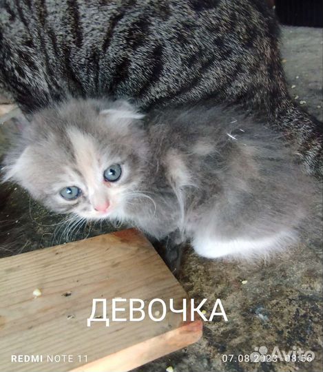 Кошка в дар бесплатно