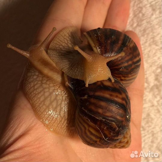Улитки ахатины бесплатно