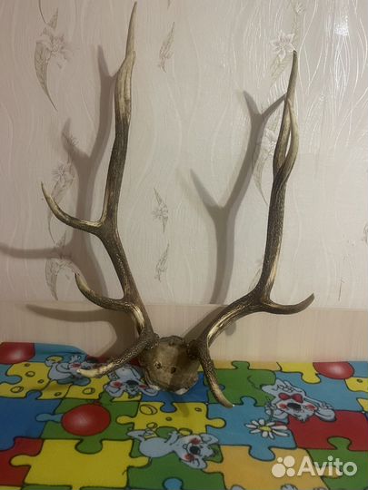 Рога оленя на стену