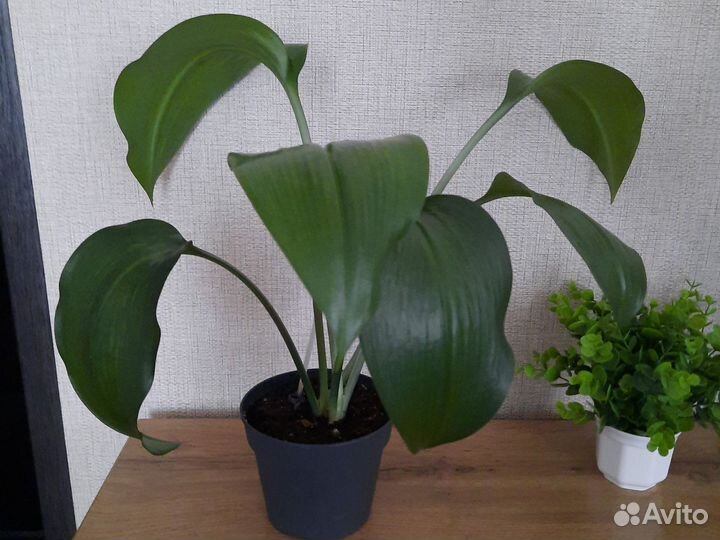 Эухарис амазонская лилия