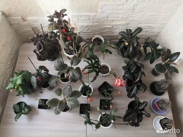 Комнатные растения цветы и в школу