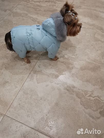 Зимний комбинезон для собак