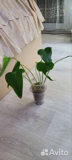 Антуриум Экзота